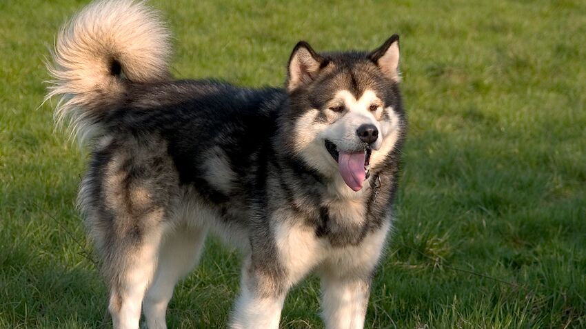Alaskan Malamutes